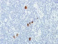 Epstein Barr Virus Antibody (CS1-4) - Azide and BSA Free, Novus Biologicals 100 &mu;g | Buy Online | Novus Biologicals | Fisher Scientific